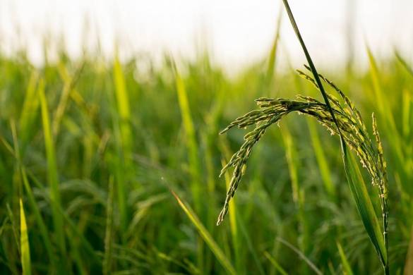 Comment la Thaïlande est devenue le 1ᵉʳ exportateur mondial de riz et a perdu sa place ?