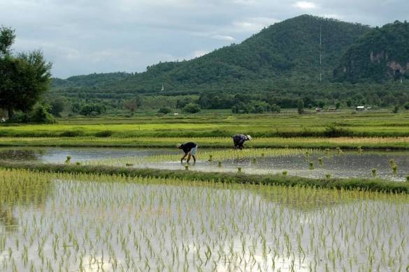 La Thaïlande et le Vietnam veulent augmenter le prix du riz sur le marché mondial