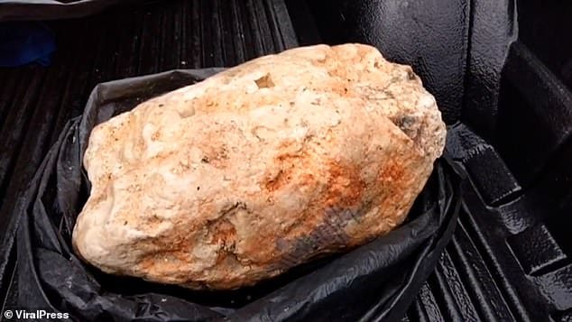 Ambre gris vomi de baleine