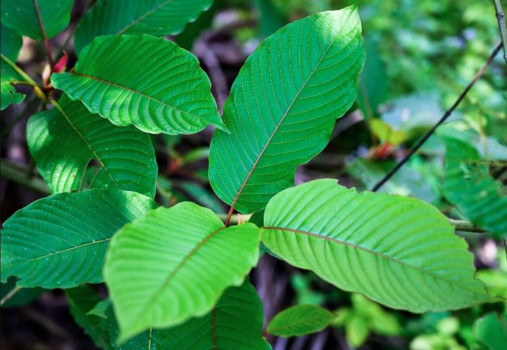La Thaïlande légalise le Kratom pour lutter contre les amphétamines