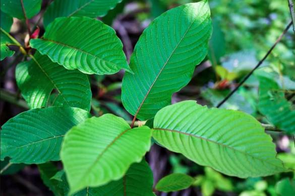 La Thaïlande légalise le Kratom pour lutter contre les drogues dures