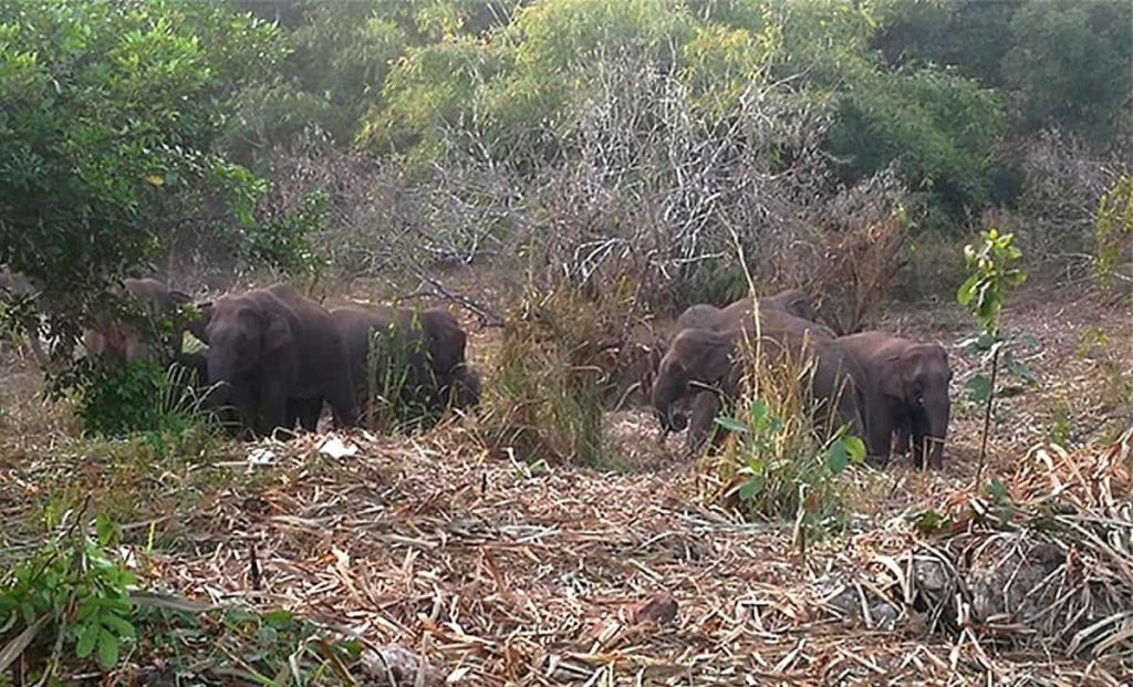 Raids d'éléphants sauvages dans l'ouest de la Thaïlande