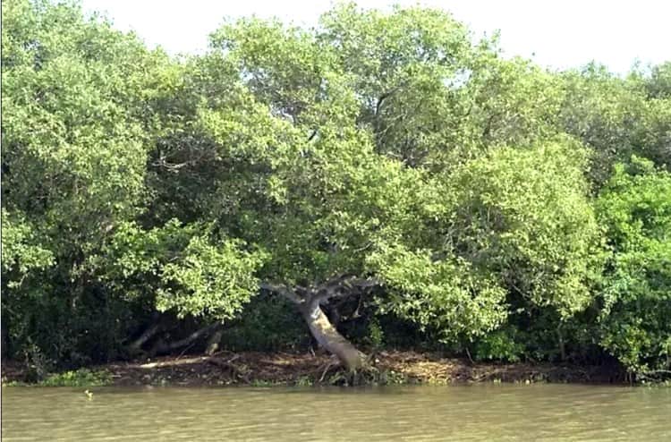 arbre perte de cheveux