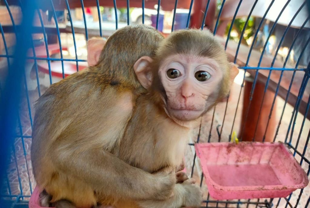 Un homme arrêté pour avoir vendu des macaques en Thaïlande