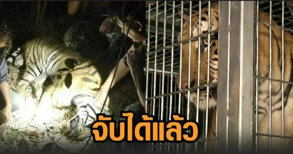Un tigre de Sibérie recapturé après s'être échappé en Thaïlande