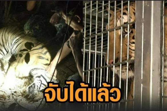 Un tigre de Sibérie recapturé après s&rsquo;être échappé en Thaïlande