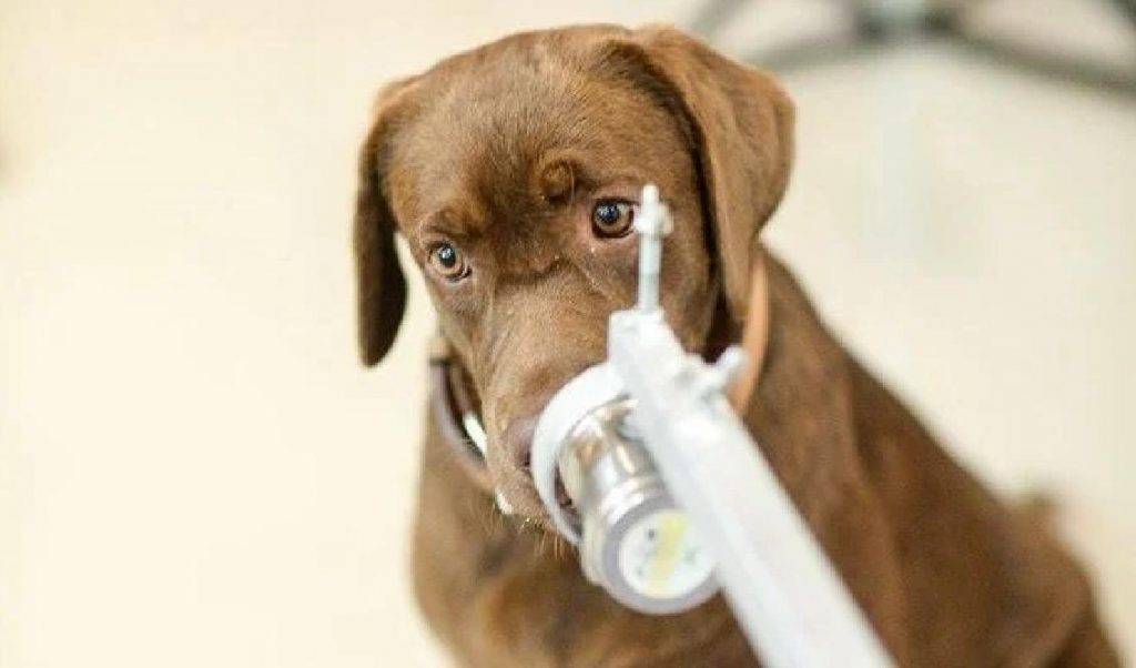 Des chiens renifleurs entraînés à détecter les cas de Covid-19 en Thaïlande