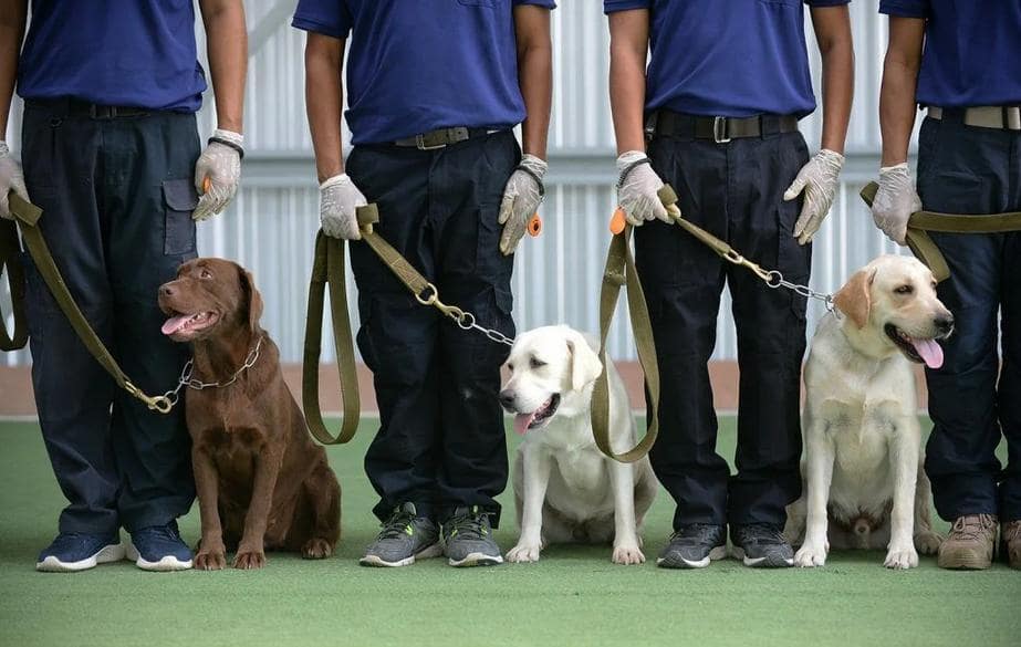 Chiens renifleurs covid-19