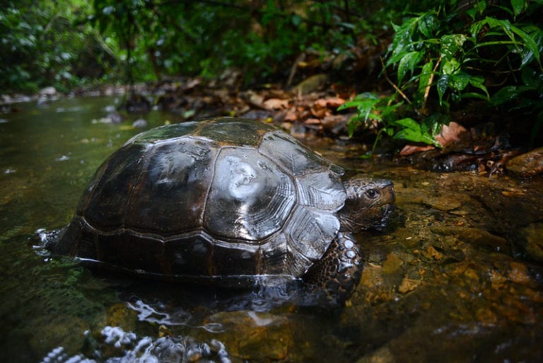tortue forestière asiatique