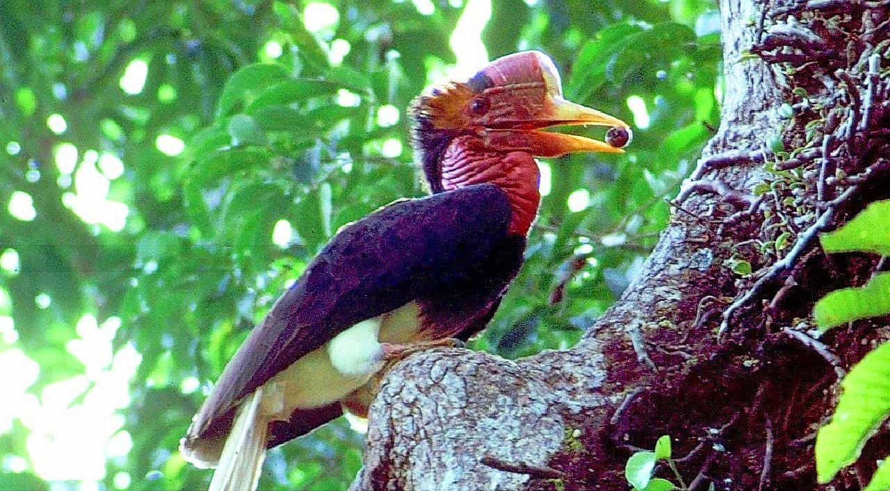 calaos casqués