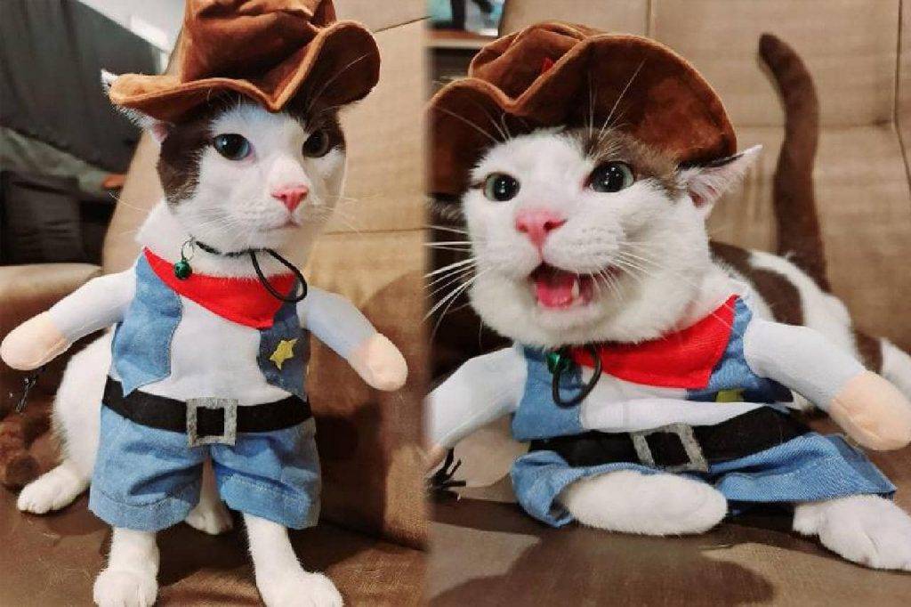En Thaïlande, un chat bien-aimé fini dans le ventre d'un python