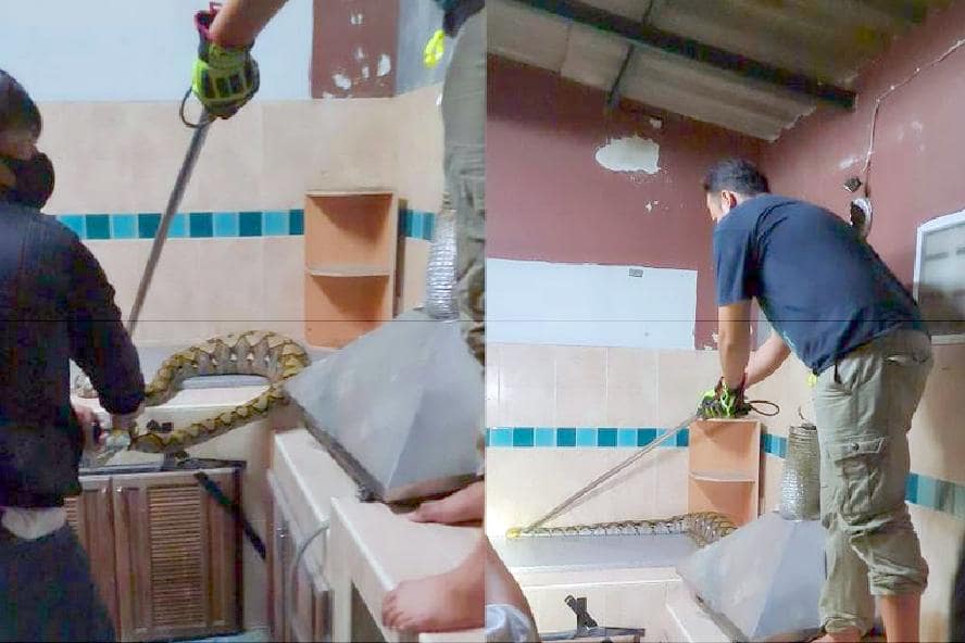 Chat mangé par un python