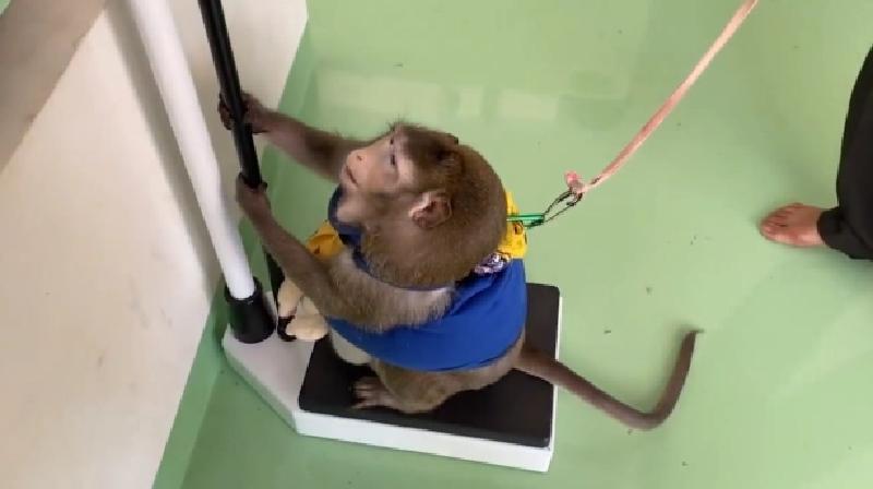 Godzilla, le célèbre macaque obèse, tué par la malbouffe en Thaïlande