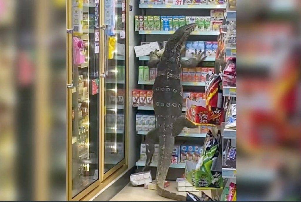 Un varan sème le chaos dans un magasin en Thaïlande