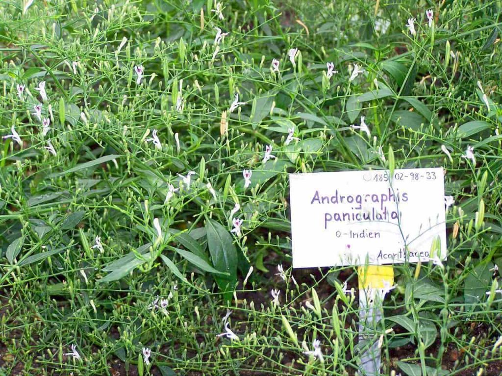 Andrographis-paniculata