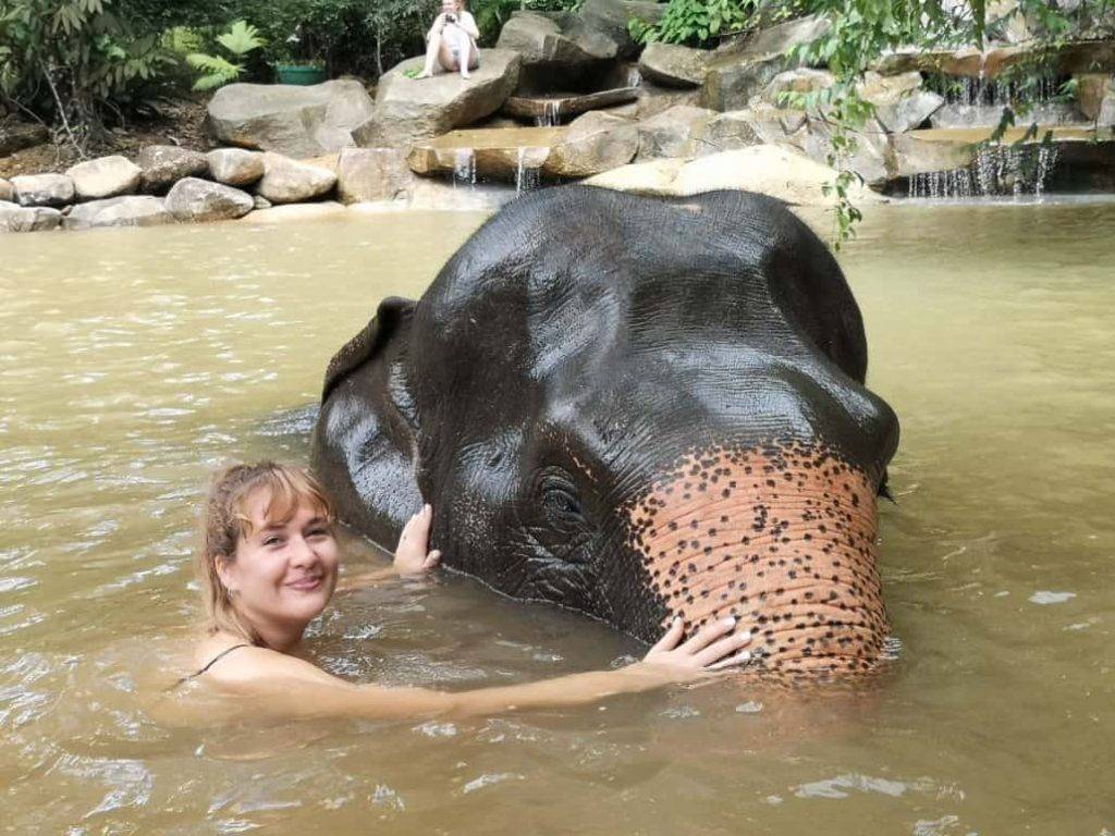 Thaïlande : un éléphant stressé tue une touriste espagnole de 22 ans
