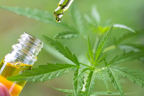 Qui gagnera dans l&rsquo;industrie du cannabis en Thaïlande ?