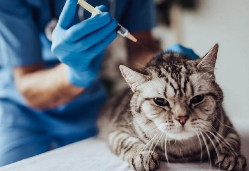 La Thaïlande va importer le 1er vaccin anti-Covid-19 pour les animaux de compagnie