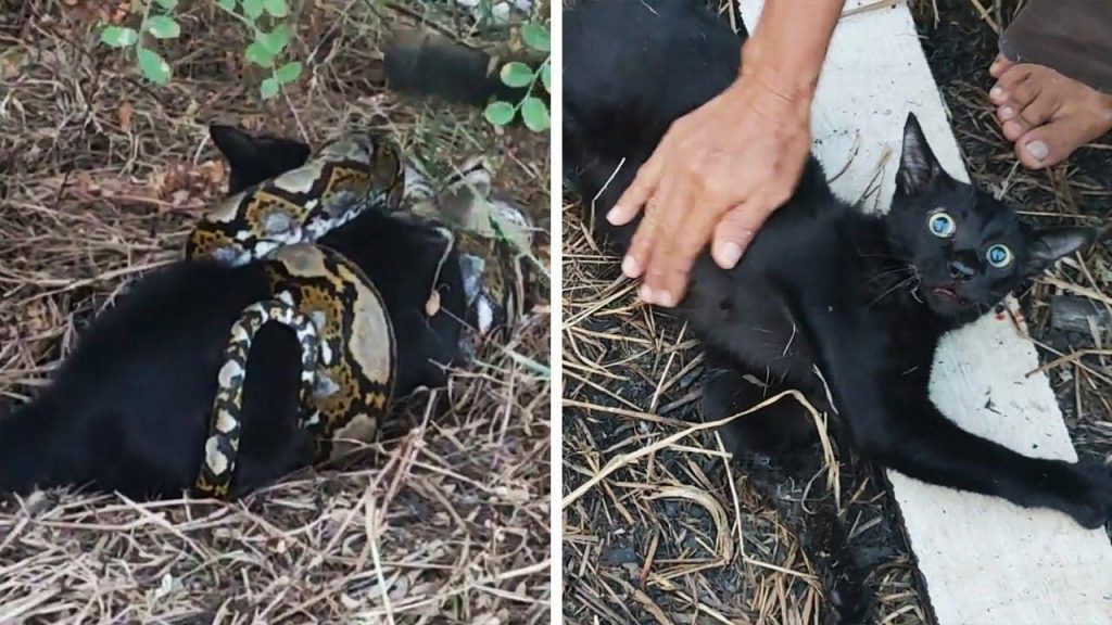Un chat étranglé par un python reprend vie après un massage cardiaque en Thaïlande
