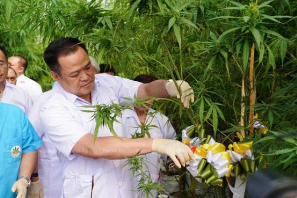 Thaïlande : l’industrie du cannabis retrouve espoir avec Anutin au pouvoir