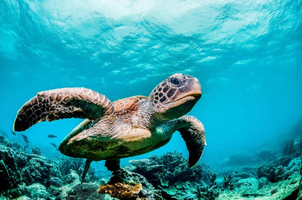 La pandémie offre un répit bienvenu pour les tortues de mer de Thaïlande