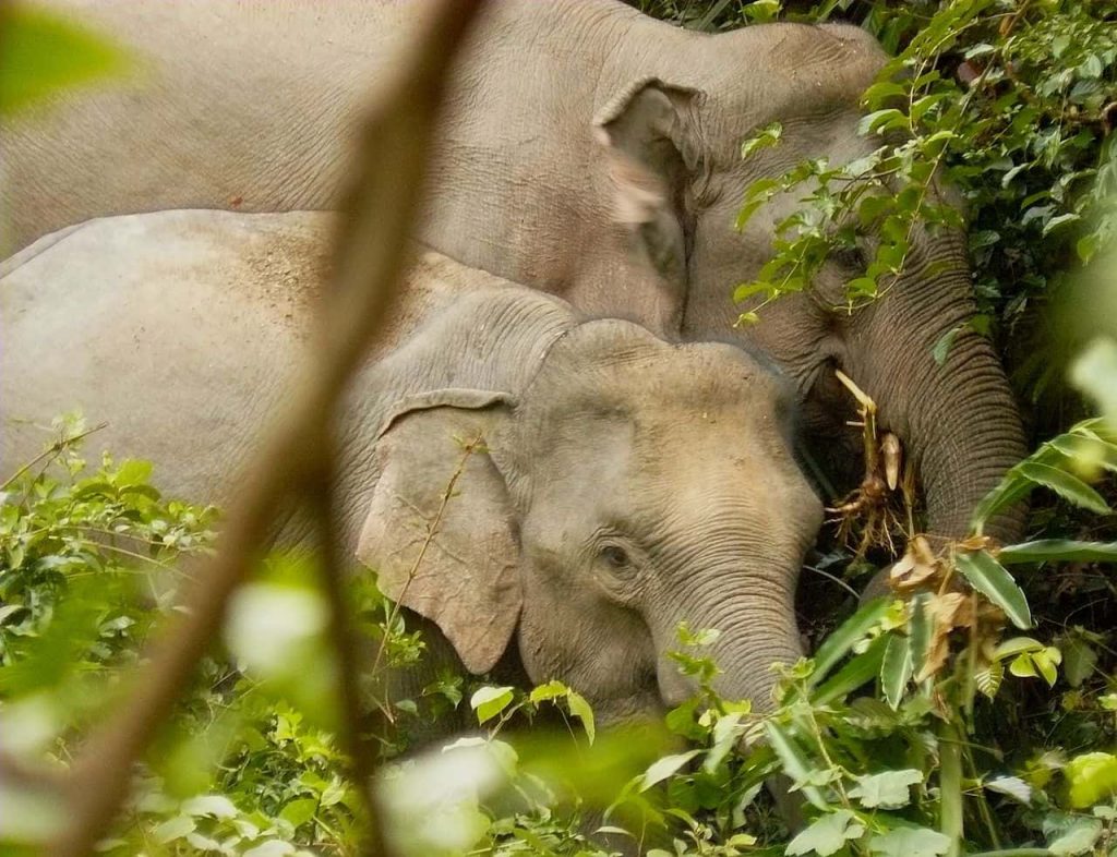 La Thaïlande inquiète du nombre excessif d'éléphants dans certaines provinces