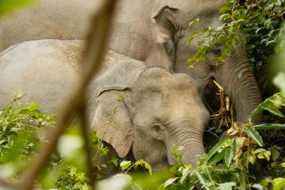 Un projet de construction de barrages menace la faune sauvage de Thaïlande