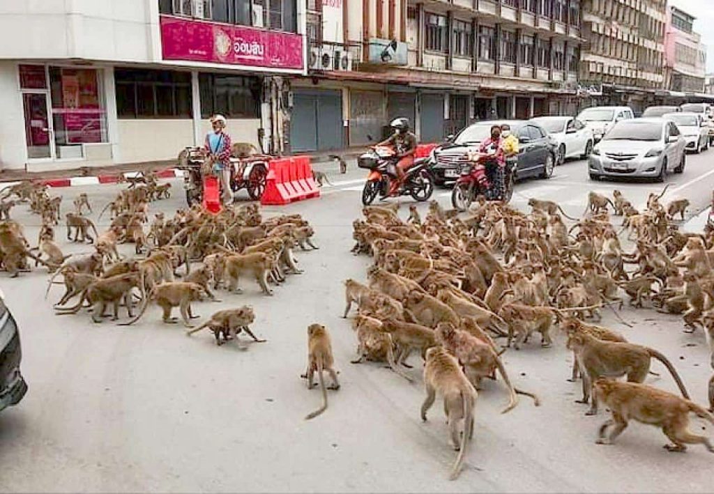 La Thaïlande lance une unité de police pour attraper les singes délinquants. 5 La Thaïlande lance une unité de police pour attraper les singes délinquants.
