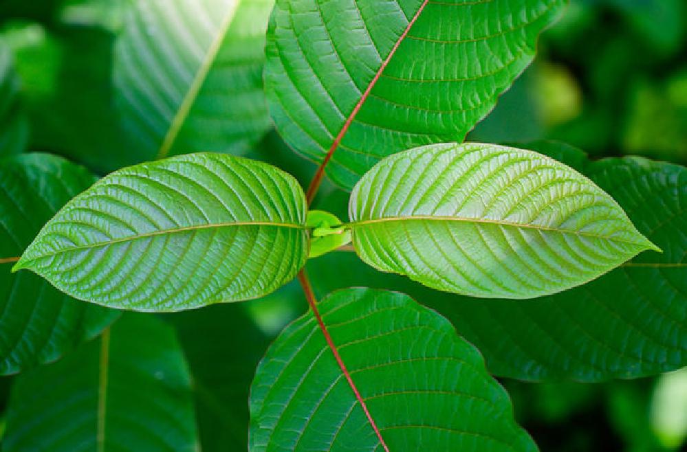 Feuilles de Kratom