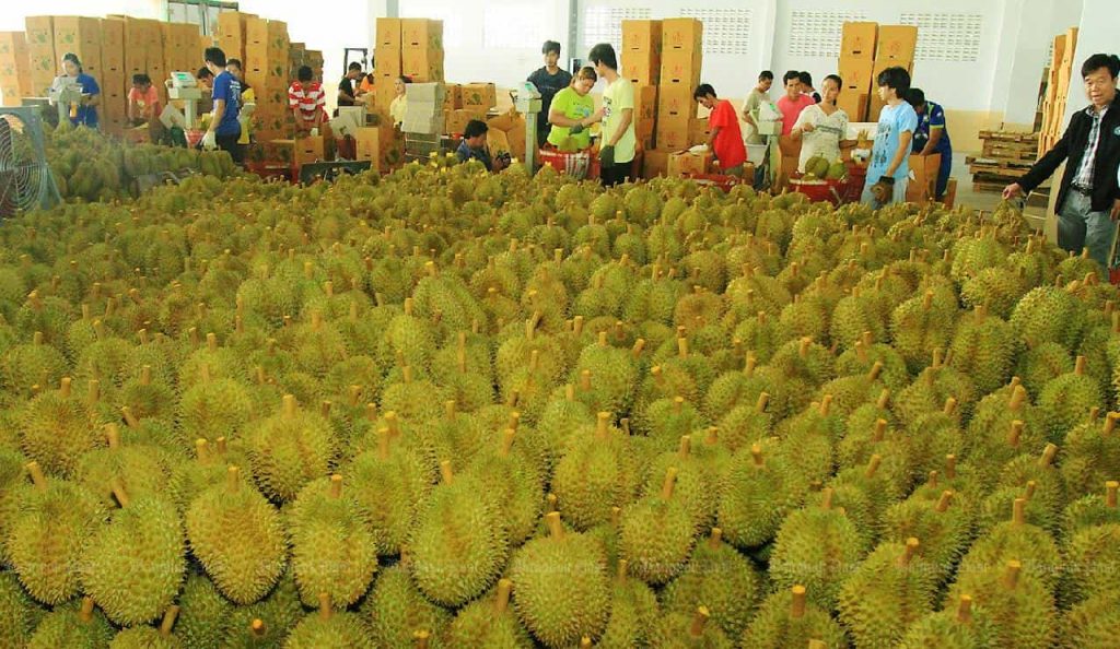 Durians préparés pour l'exportation