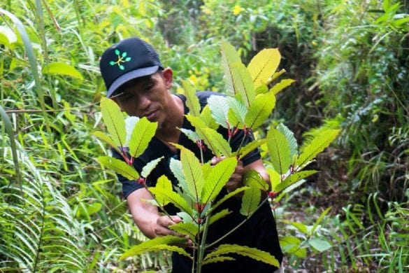Le kratom est désormais légal en Thaïlande