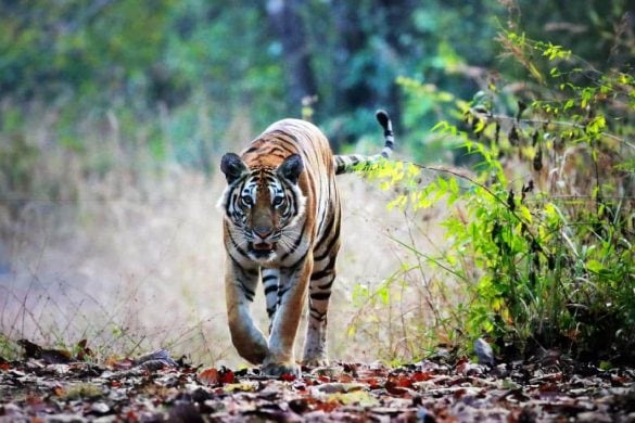Le nombre de tigres sauvages en Thaïlande a doublé depuis 2014