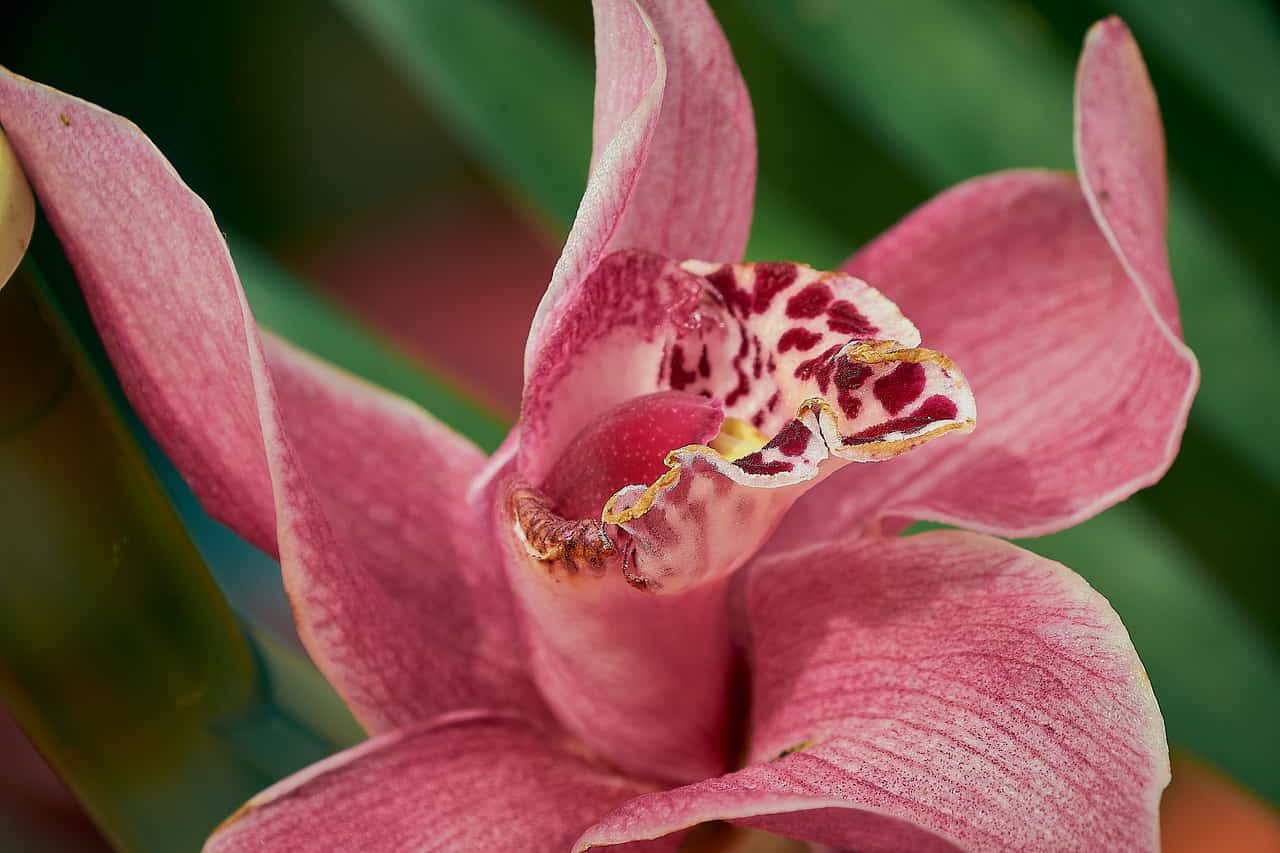 orchidée