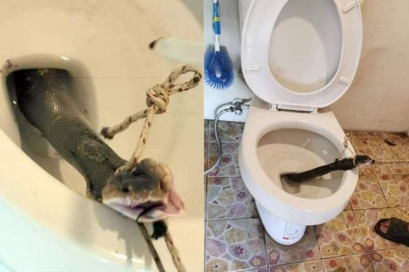 Comment empêcher les serpents de s&rsquo;infiltrer dans vos toilettes