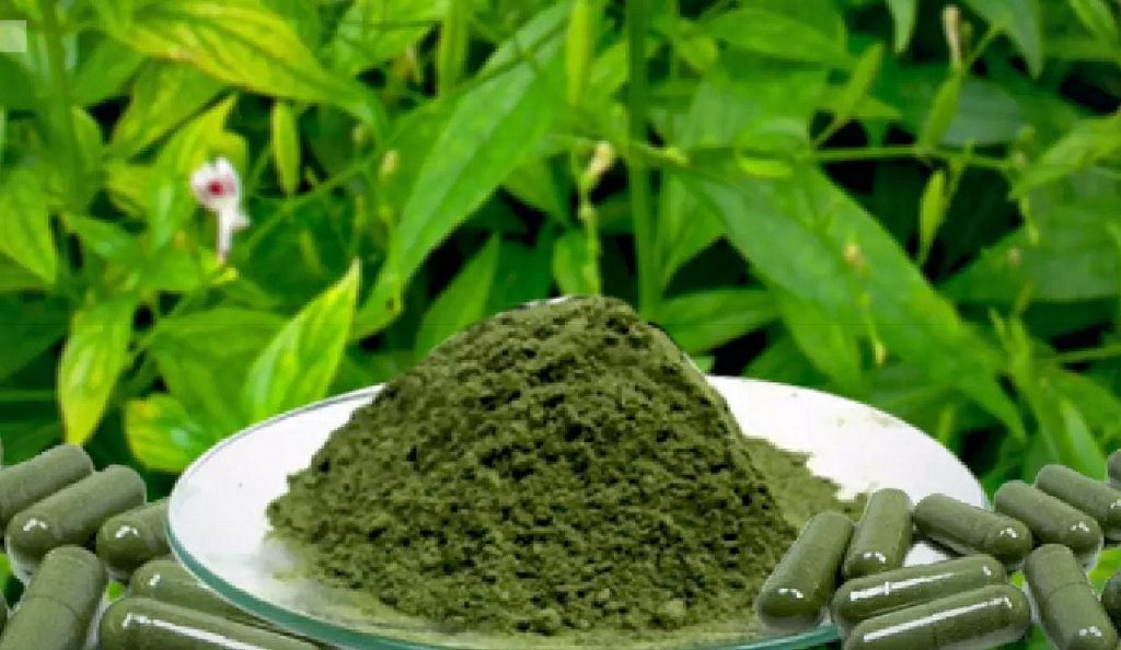 Comment la Thaïlande utilise avec succès une plante médicinale pour traiter le Covid-19
