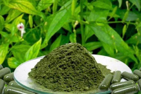 Comment la Thaïlande utilise avec succès une plante médicinale pour traiter le Covid-19