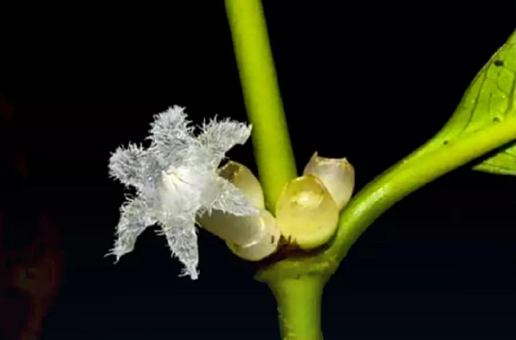 Une nouvelle fleur découverte dans un parc national de Thaïlande