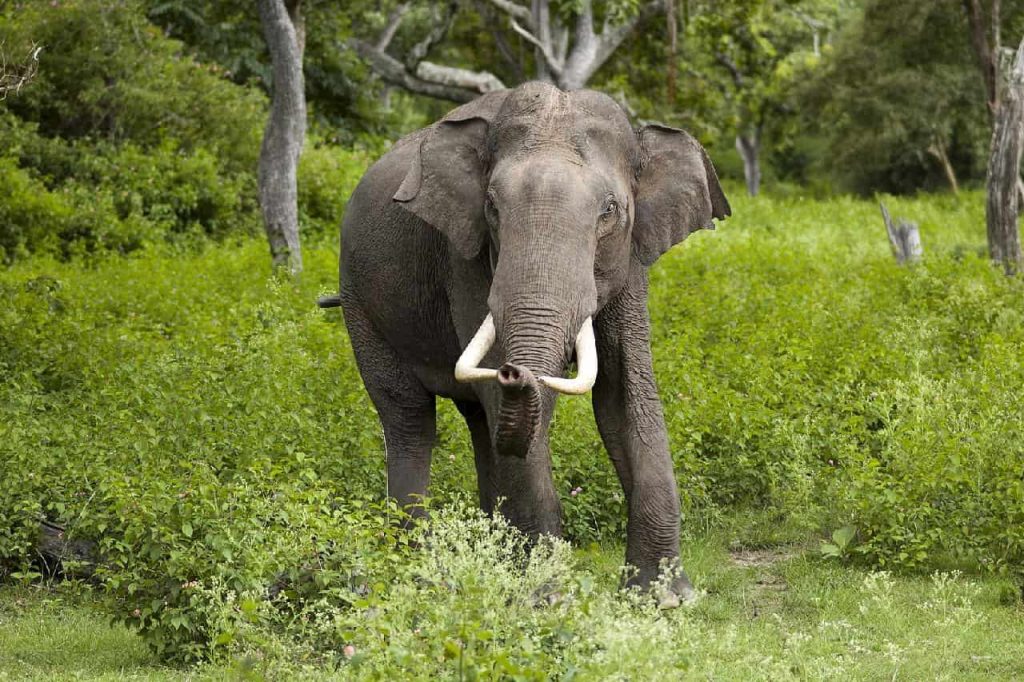 Des éléphants terrorisent des villageois dans l'est de la Thaïlande