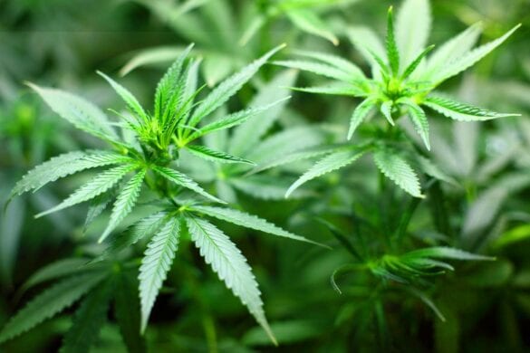 La Thaïlande prévoit de légaliser toutes les parties du cannabis