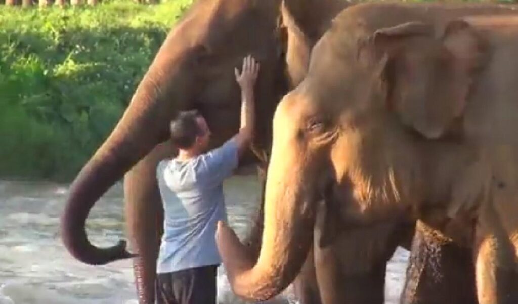 Des éléphants heureux de retrouver leur soigneur après 14 mois en Thaïlande