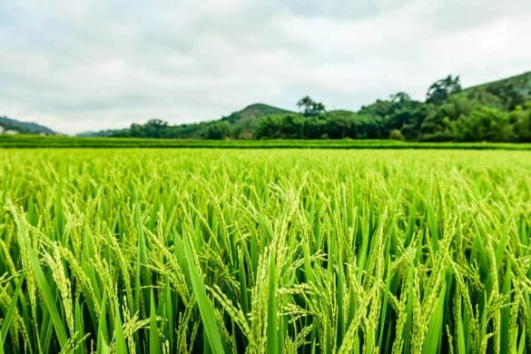 Ce que vous ne savez pas sur le meilleur riz du monde le Thai Hom Mali