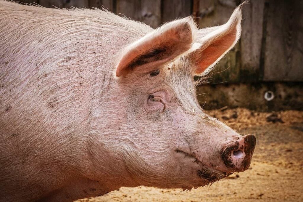 Un porc dans un élevage, un secteur qui pourrait bénéficier d'une hausse des prix de la viande en cas de fortes chaleurs liées à El Niño