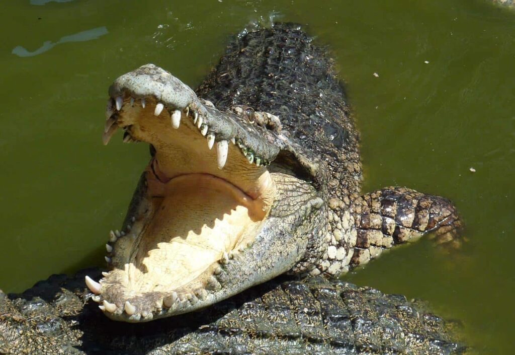 Une trentaine de crocodiles s'échappent d'une ferme en Thaïlande