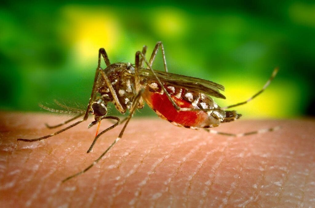 Une britannique alerte sur la dengue après le décès de son fils en Thaïlande