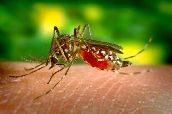 Alerte à la dengue saisonnière en Thaïlande