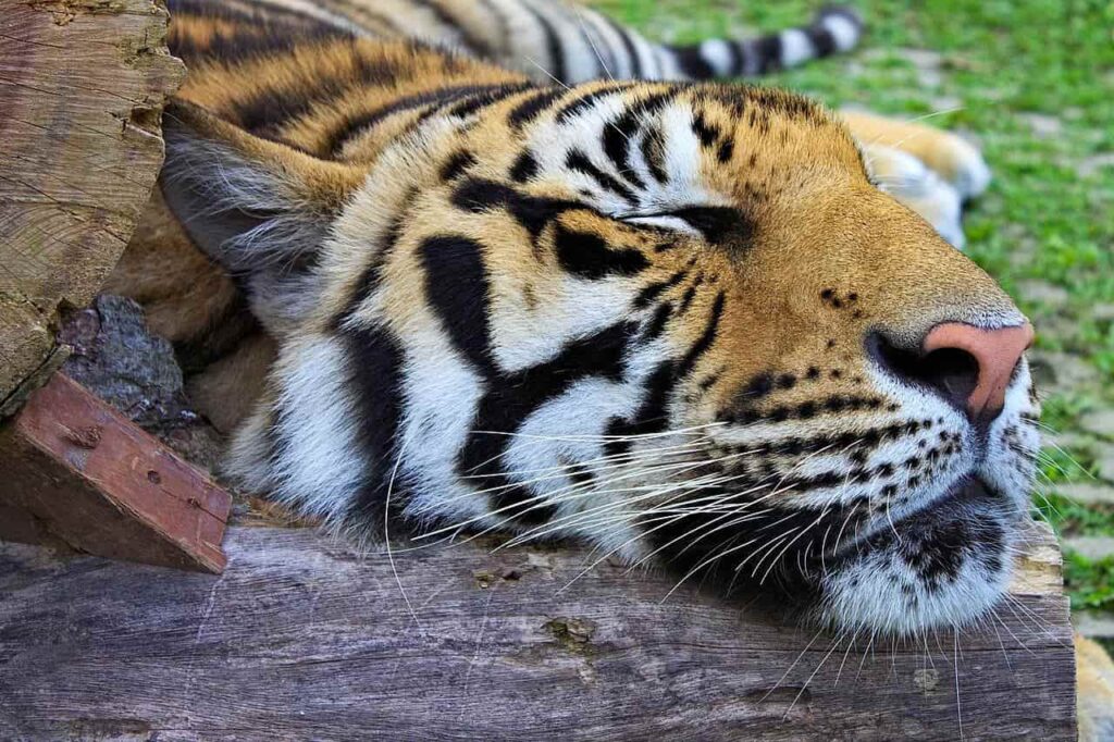 Tigre dans le centre "Tiger Kingdom" de Phuket