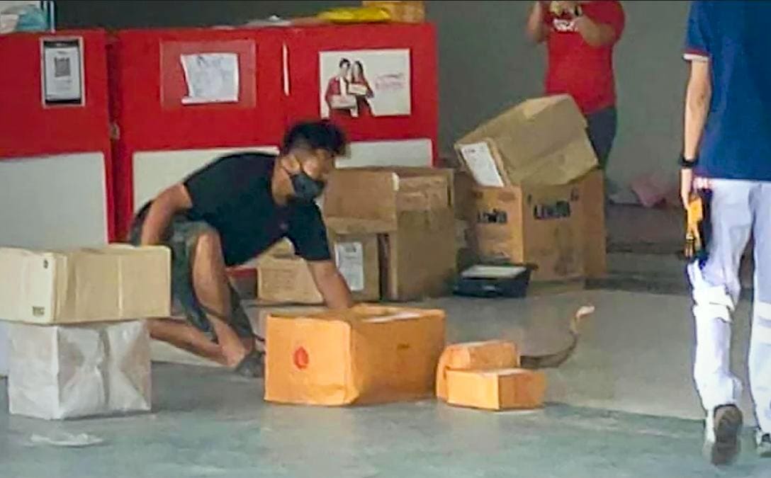 Cobra royal découvert dans un colis