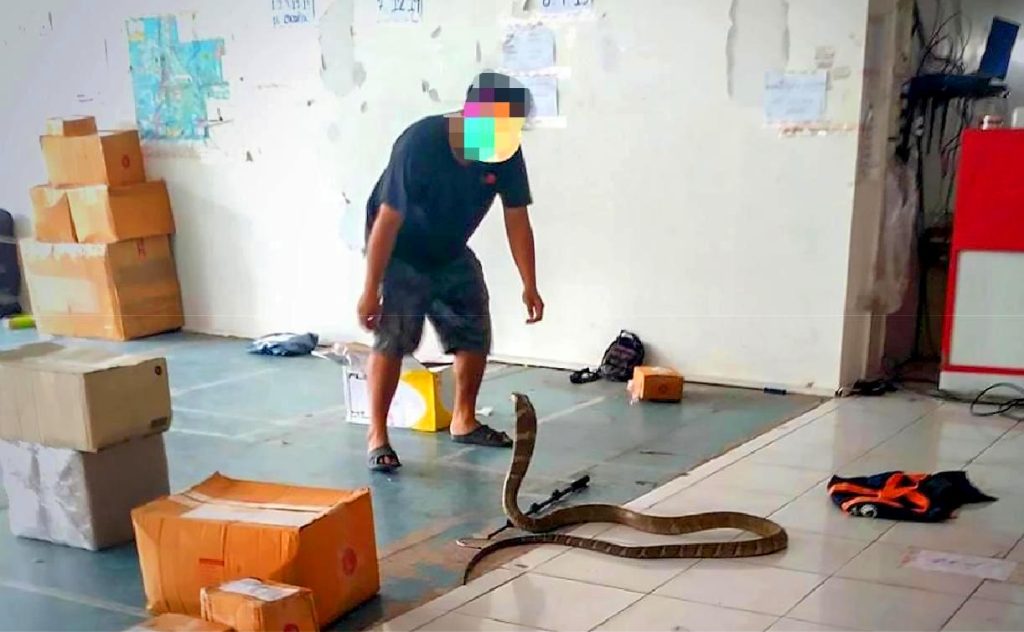 Thaïlande : un sauveteur mordu par un cobra est dans le coma depuis 5 mois 4 Thaïlande : un sauveteur mordu par un cobra est dans le coma depuis 5 mois