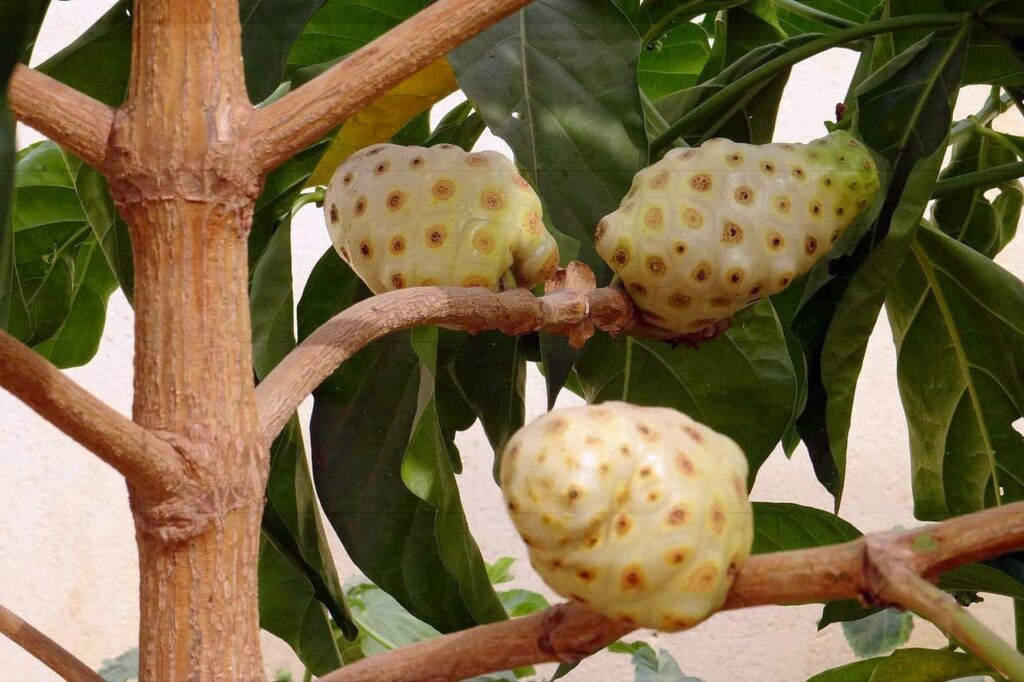 Le Noni, fruit du Morinda citrifolia, description et propriétés médicinales