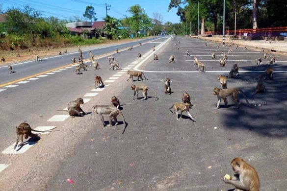 Des singes affamés envahissent une ville de Thaïlande et dévalisent les maisons